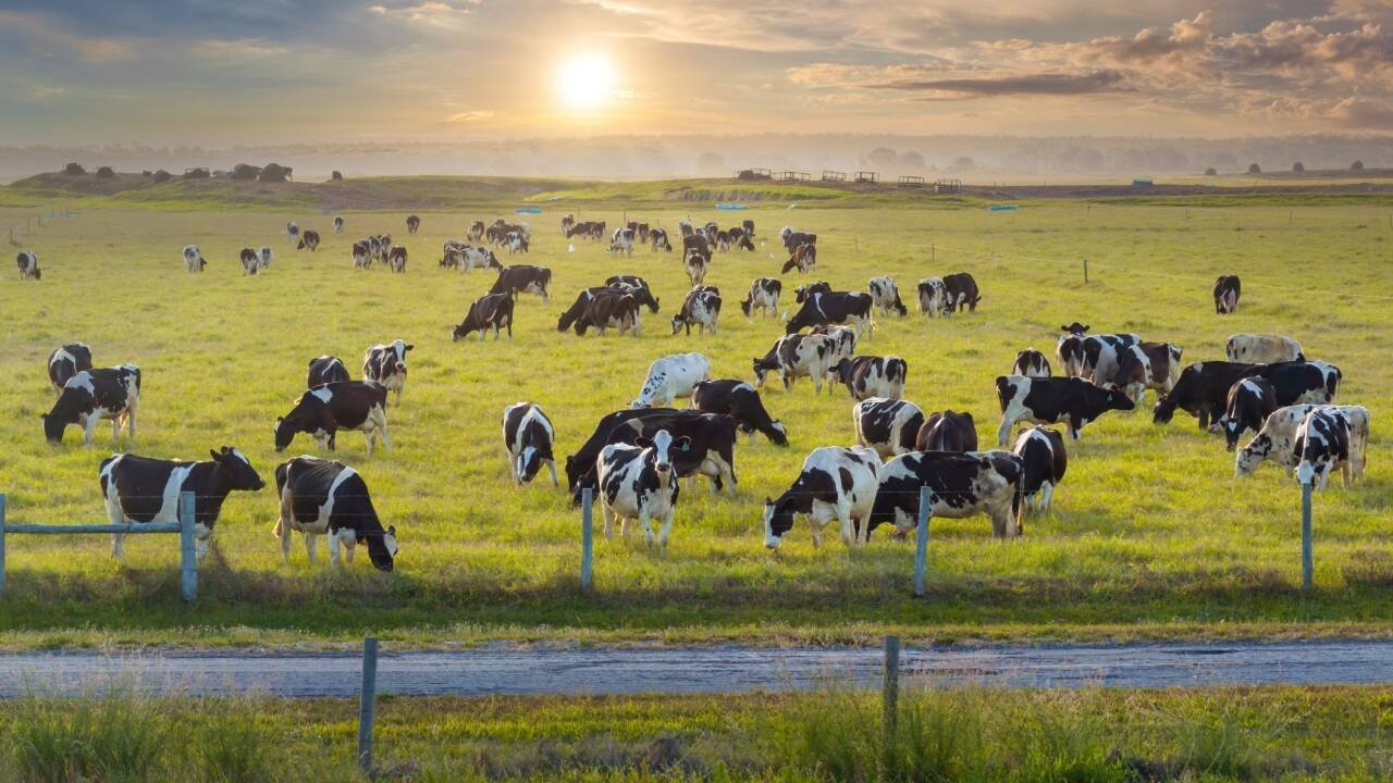 Florida spends $8.7 million to protect two cattle ranches
