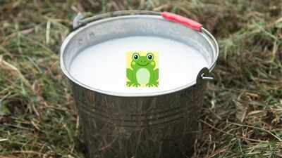 Frog in the milk (Canva) In Finland, people once put live frogs in milk to keep it fresh; the science behind this strange tradition