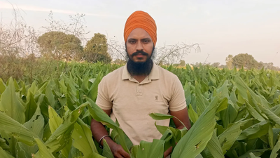 From basmati and wheat to lentils, mustard and vegetables, Singh has diversified beyond Punjab’s conventional wheat-paddy cycle. (Photo courtesy: The Indian Express) He quit engineering after just 4 months and returned to his village; today Jobandeep Singh, 32, grows organic crops and sells directly to around 50 customers