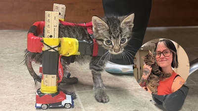A tiny injured kitten could not fit into a normal wheelchair, so shelter staff built one from Hot Wheels cars and wooden rulers; two months later, Gelato has finally been adopted