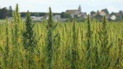 In 2021, Georgia police aircraft destroyed $37,000 worth of legal hemp; six years later, Supreme Court revives grower’s claim, overturning 60-year-old precedent