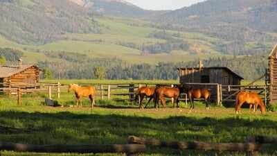 Representative image In 2022, California's 4.2-acre Rancho Cariñoso asked $109 million; after years of price cuts, the beachfront horse ranch sold at auction for $22.55 million, with nearly an acre of private beach