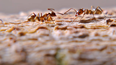 In Southern California, five rival supercolonies of Argentine ants are engaged in a war; researchers reported 15 million worker ants' deaths in a single war