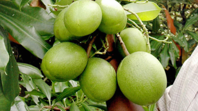 Inside that fruit lies a toxin capable of disrupting the human heart. (Photo: The Washington Post) The ‘suicide tree’ of Kerala: How an innocent-looking fruit became linked to hundreds of deaths and a forensic puzzle