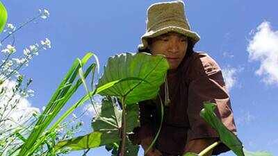 Jason Scott Lee transformed 25 acres of damaged Hawaiian land into a self-sufficient retreat. (Photo: Cindy Ellen Russell) Jason Scott Lee bought 25 acres of damaged Hawaiian land littered with car parts and paint cans; the Hollywood actor built a simple home, grew his own food and worked to bring back the rainforest