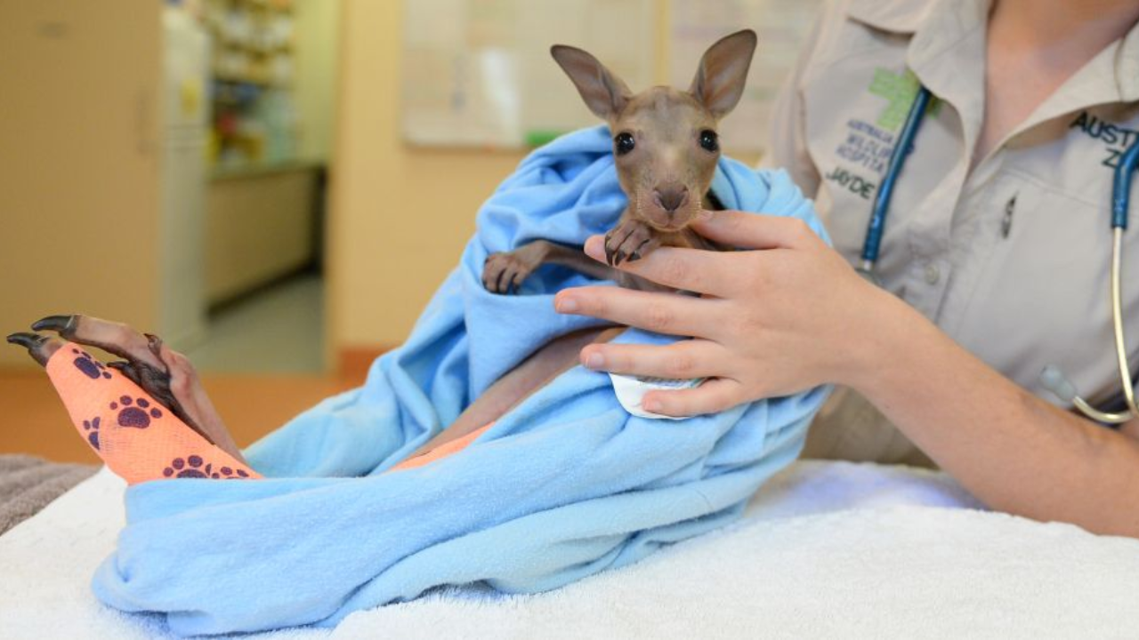 More than 136,000 animals treated at Australia Zoo wildlife hospital<br>