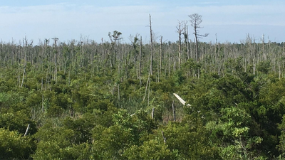 North Carolina lost about 21% of its coastal forests between 1985 and 2021, roughly 64,220 hectares; researchers found the decline accelerated after 2010 as marsh, ghost forest and shrubs replaced trees