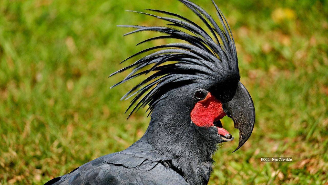 palm cockatoo