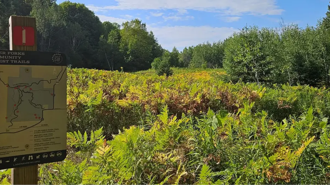 Photo credit: Tyler Forks Community Forest, Landmark Conservancy, Copyrighted, All Rights Reserved