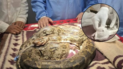 Photo: Nai Duniya 8.5-kg python rescued with 200-gram tumour in its mouth in Chhattisgarh; doctors operate for over 2 hours