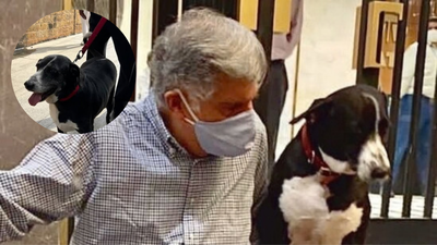 Ratan Tata's pet dog Goa was injured in a car accident outside Bombay House on Thursday Ratan Tata’s beloved pet dog 'Goa' survives car accident outside Bombay House