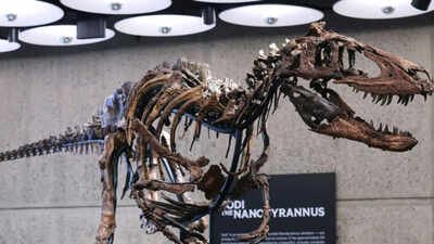 Rising fossil prices are raising concerns that wealthy collectors could take rare specimens away from scientific research. In 2019, a Montana rancher found a rare dinosaur skeleton on her land; seven years later, the 70%-complete Nanotyrannus sold for $47.3 million at a New York auction, far above its $9 million top estimate