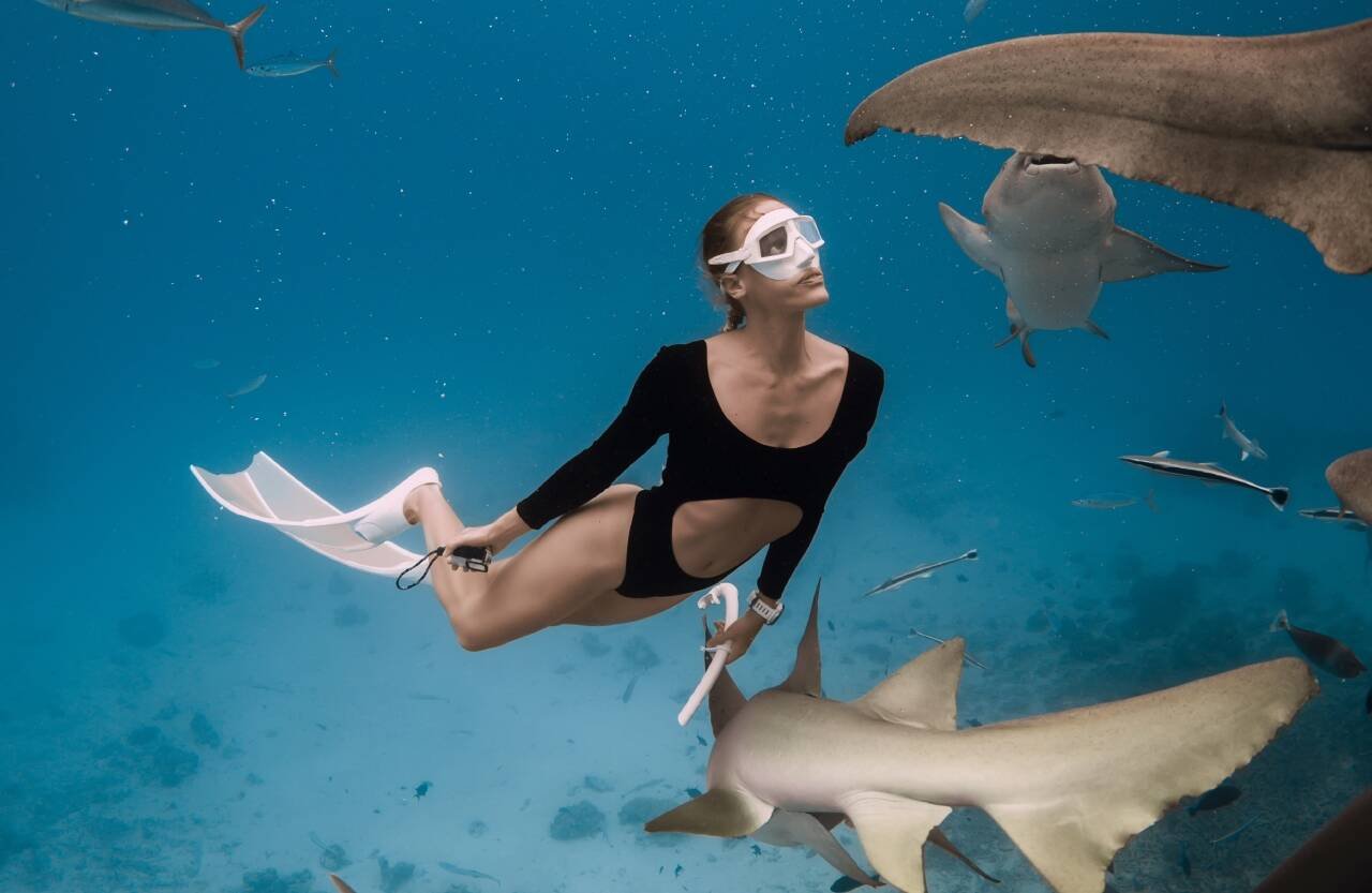 Shark ecotours