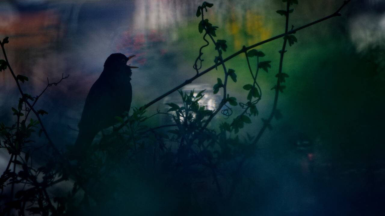 <strong>Birdsong Painted in Light</strong>