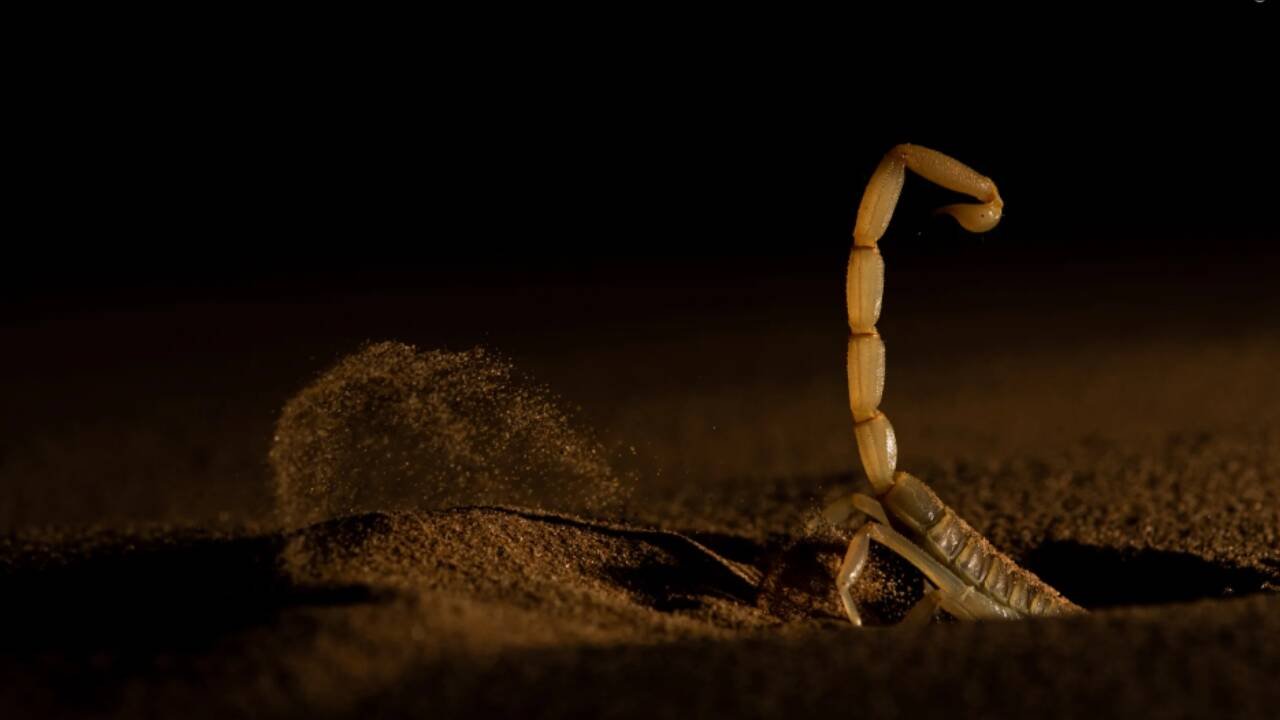 <strong>Shifting Sand</strong>