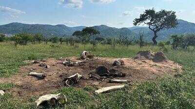 The death of a great tusker named Alexander in Kruger National Park inspired research into how elephant remains transform grasslands for years. (Photo: Courtney Reed) What happens when elephants die? Study sparked by tusker Alexander’s death reveals carcasses raise soil nitrogen 3,000 times and transform African grasslands for at least eight years