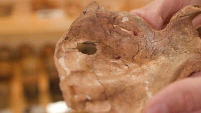 A Neanderthal survived a severe facial injury for at least a year before dying 75,000 years ago; a 15mm shoulder-blade hole may be the earliest evidence of lethal violence with a wooden spear