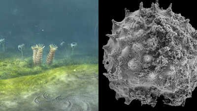 The oldest definitive animal fossils date to around 574 million years ago, just before the dramatic diversification associated with the Cambrian Period. A new Oxford-led study suggests animal life may have begun 700 to 800 million years ago, up to 200 million years earlier than the clearest fossil record and possibly before Snowball Earth