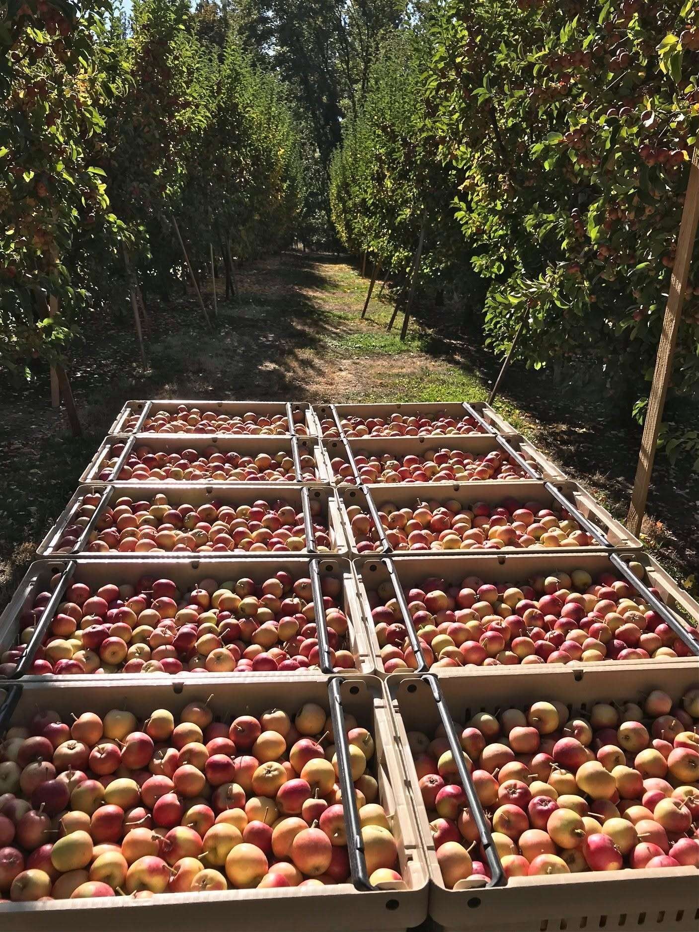 The produce