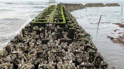 In 2015, New Jersey began installing 40 oyster reefs along about 800 metres of Gandy's Beach; the structures later supported more than 800 live oysters per square metre and cut storm-wave height by up to 51%