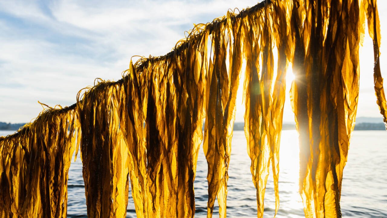The study provides the first evidence identified by the researchers for marine subsidization in prehistoric ecosystems. It also adds another layer to understanding how animals survived in the greenhouse climates of the Cretaceous.