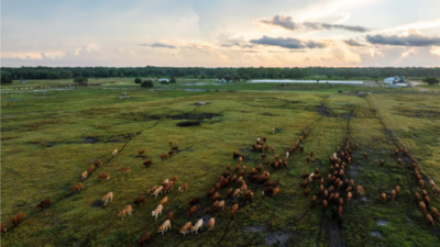 A Florida family kept a 498-acre cattle operation for generations as development spread around it; the ranch is now permanently protected through a $7.48 million conservation easement/Image: Drew McDougall/Wildpath A Florida family kept a 498-acre cattle operation for generations as development spread around it; the ranch is now permanently protected through a $7.48 million conservation easement
