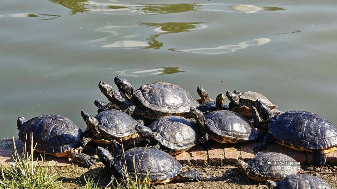 turtle