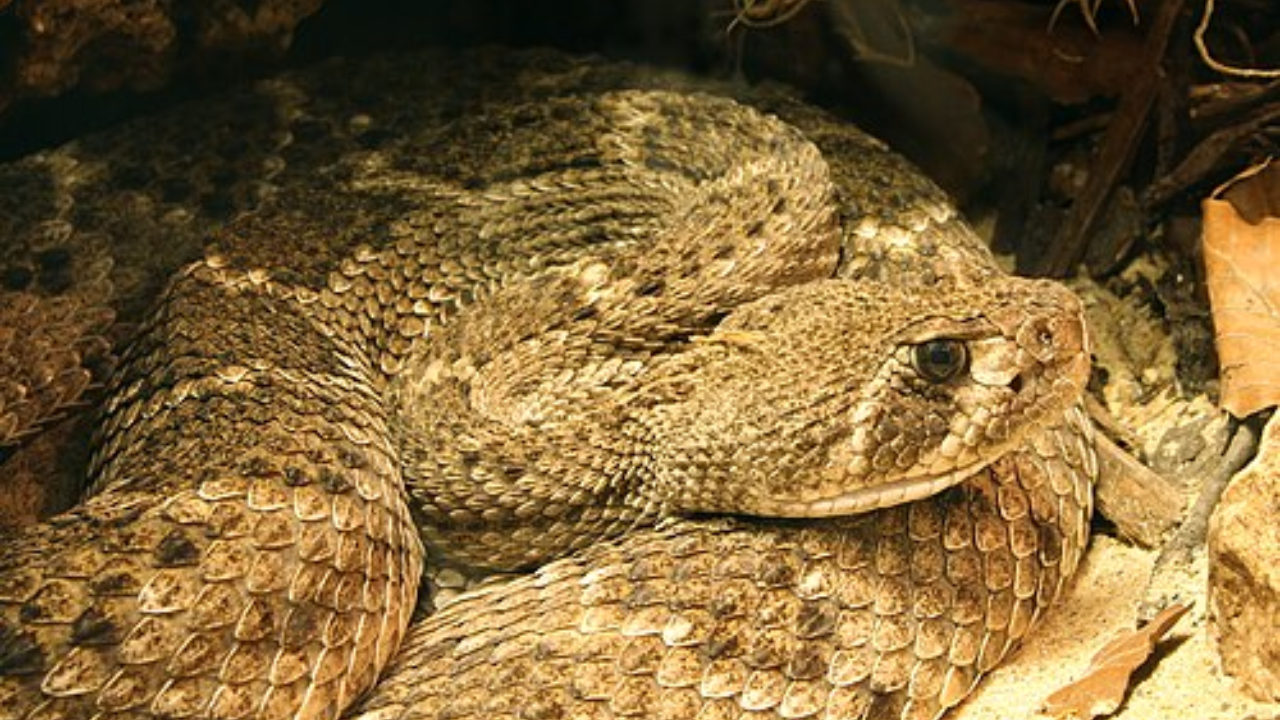 Western diamondback rattlesnake (Image: Wikipedia)