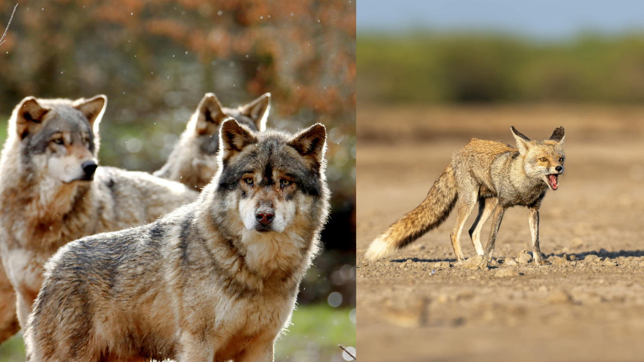 Wolves preferentially consumed the drupes of Ziziphus lotus, fleshy fruits with a hard stone inside, while foxes selected the berries of Lycium shawii and Asparagus altissimus