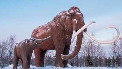 Woolly mammoths Using AI models, scientists are trying to do a Jurassic Park; bring back to Earth extinct Grey Wolf pups and Woolly mammoths